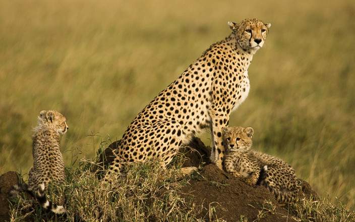 4-Day Best Tanzania Safari Tours