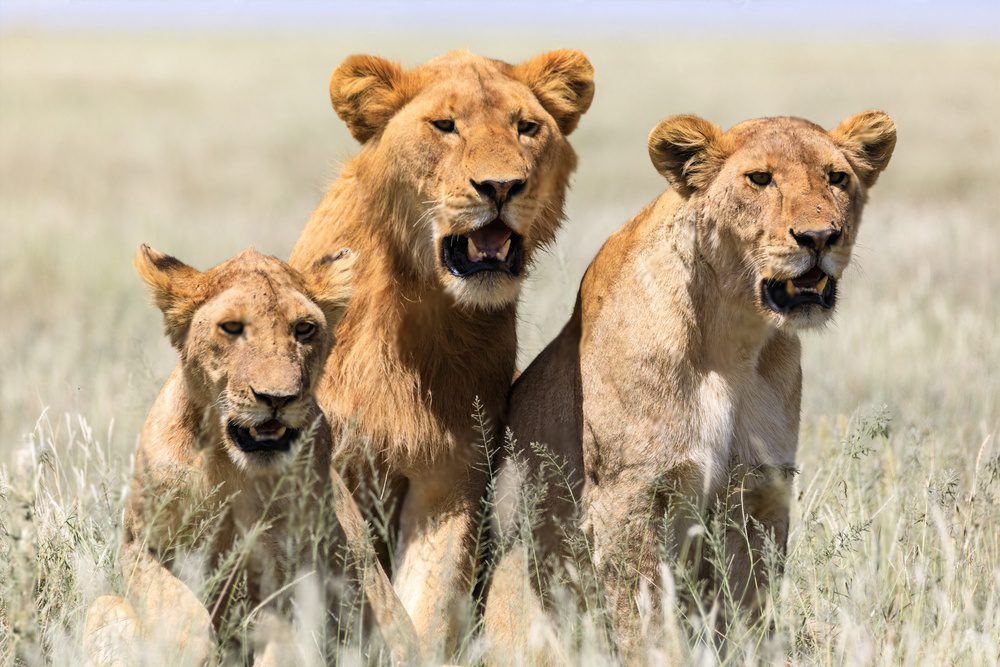 8-Day Best Tanzania Safaris