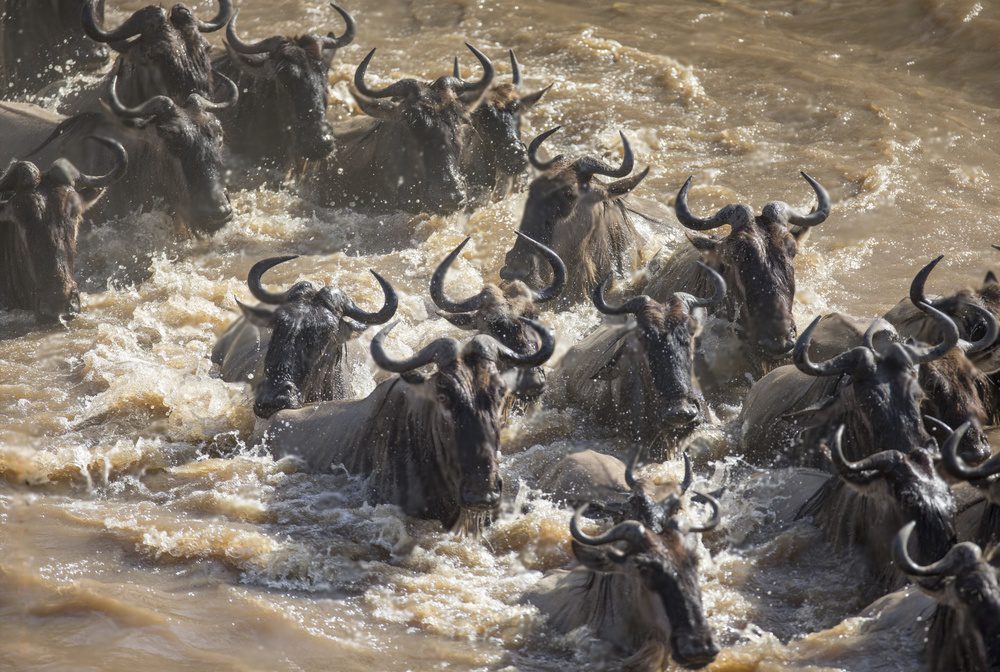 5-Day Wildebeest Migration Tanzania