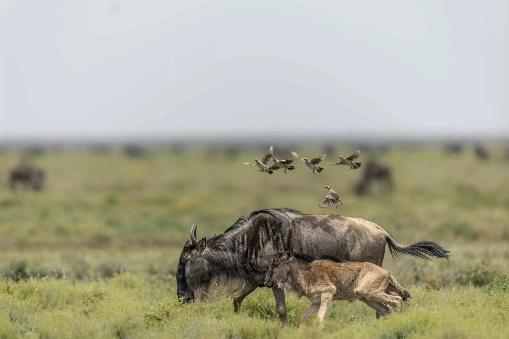 Ndutu Wildebeest Migration Safari