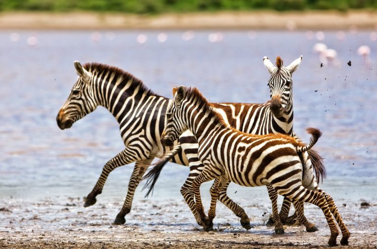 Zebras,Running,Beside,Lake,Ndutu,In,The,Serengeti,National,Park,