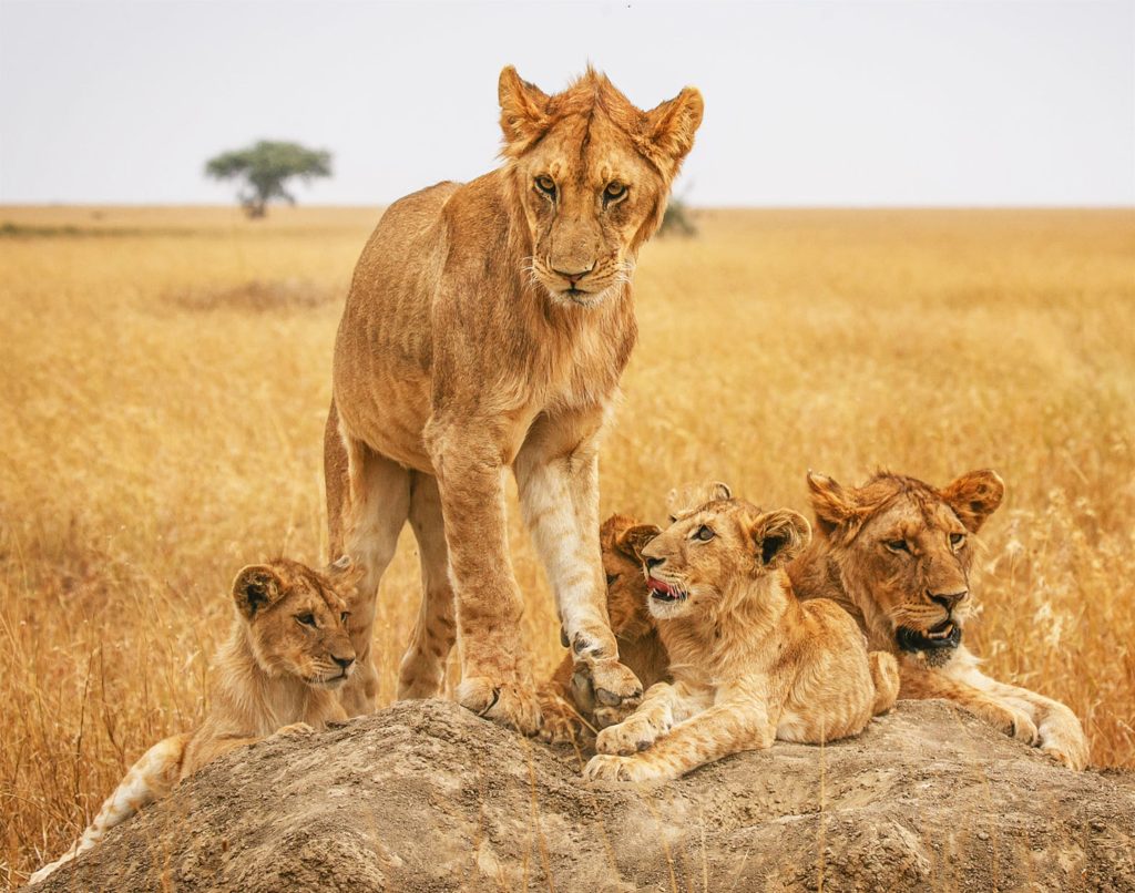 a-beautiful-and-breathtaking-wildlife-in-the-world-2024-01-24-16-55-34-utc