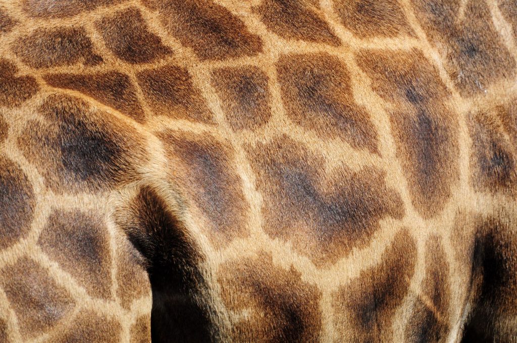close-up-shot-of-a-giraffe-s-fur-print-under-the-s-2023-11-27-04-52-39-utc