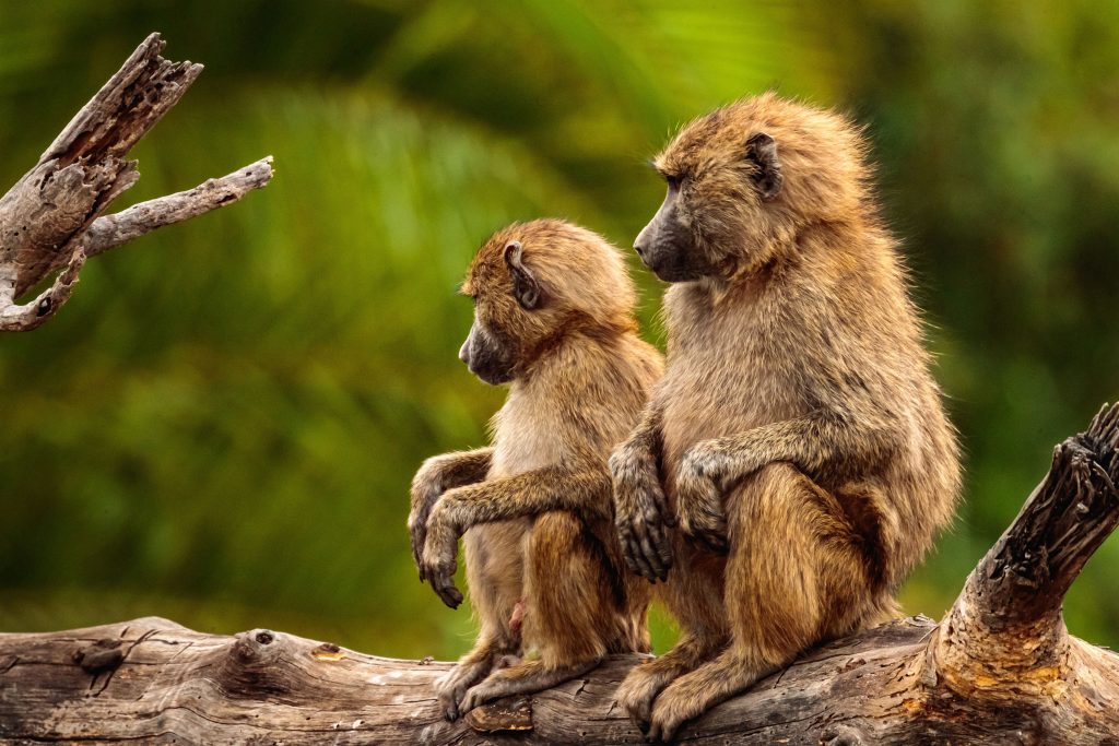 closeup-shot-of-two-beautiful-baboons-sitting-on-t-2023-11-27-05-35-28-utc