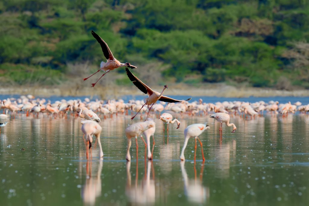 Flock of flamingos wading in the shallow lagoon water
