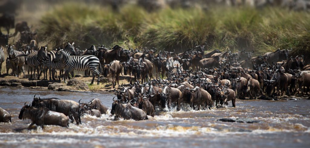 group-of-buffalos-in-masai-mara-kenya-2023-11-27-05-20-22-utc