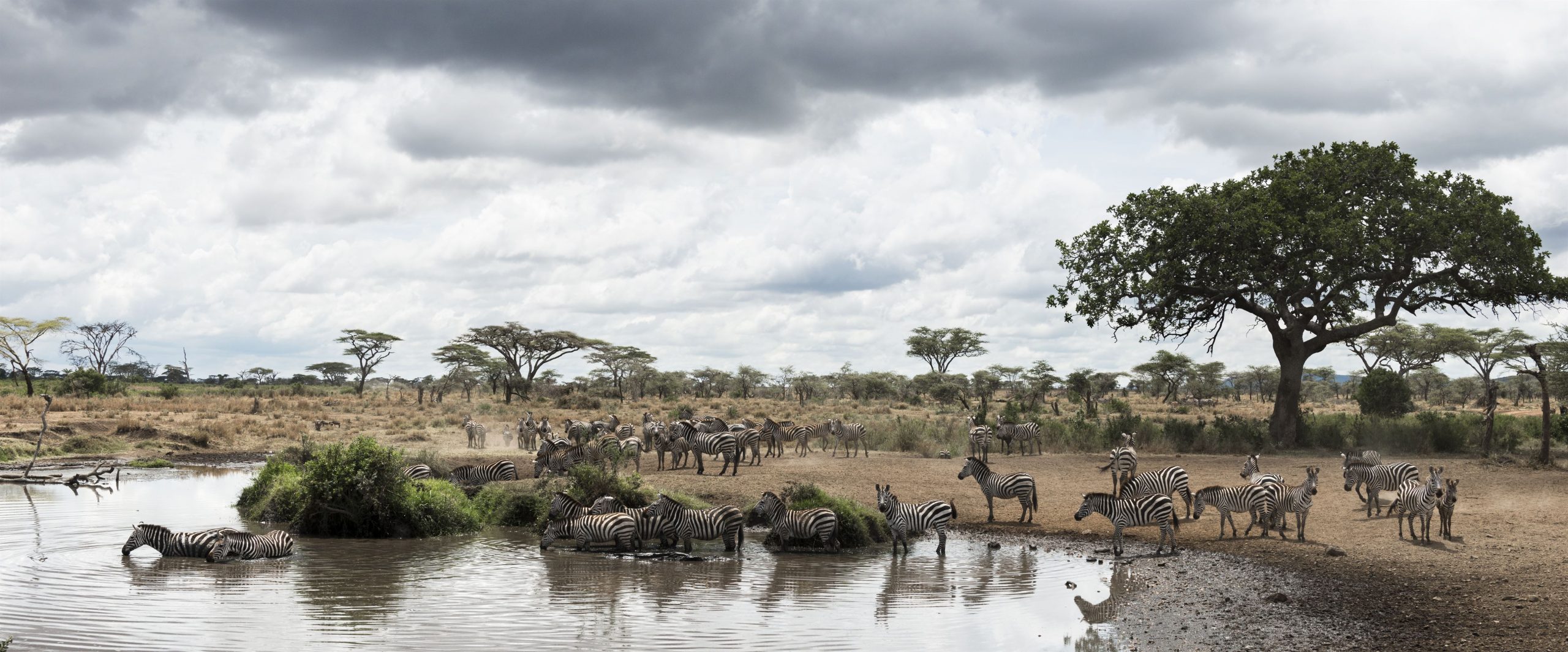 Herd of zebras resting by a river, Serengeti, Tanzania, Africa