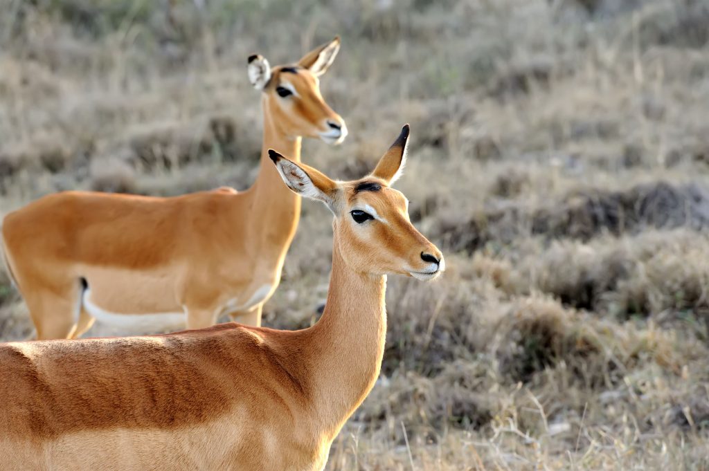 Impala on savanna in National park of Africa, Kenya