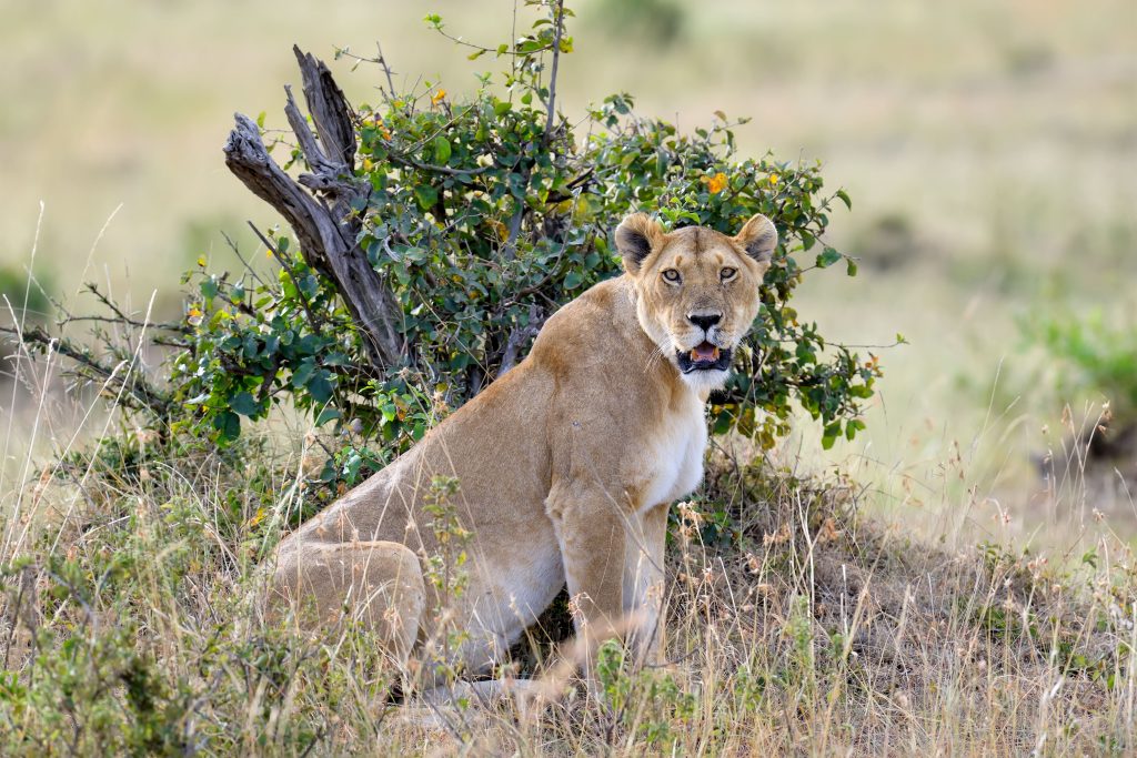 Close lion in National park of Kenya, Africa