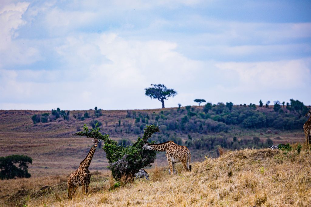 maasai-giraffe-dramatic-clouds-rainy-wildlife-anim-2024-03-08-01-43-28-utc