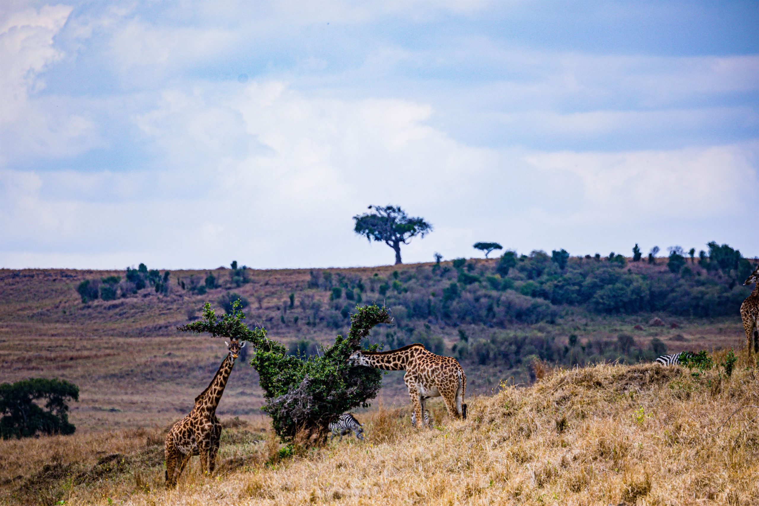 maasai-giraffe-dramatic-clouds-rainy-wildlife-anim-2024-03-08-01-43-28-utc