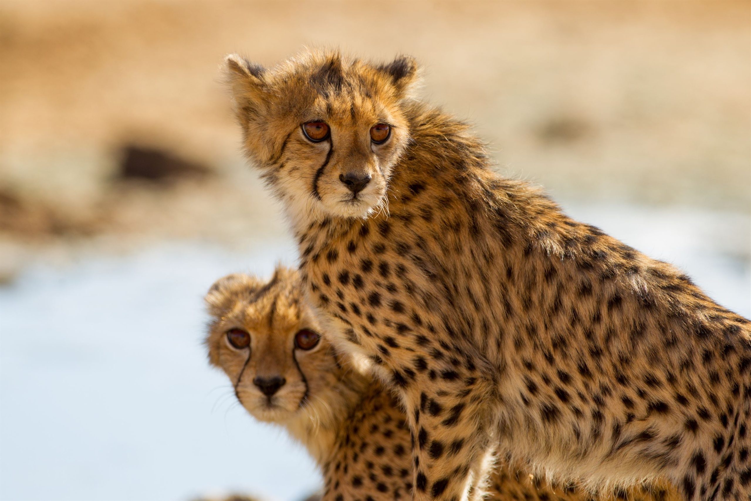 selective-focus-shot-of-magnificent-cheetahs-stand-2023-11-27-05-23-49-utc (1)