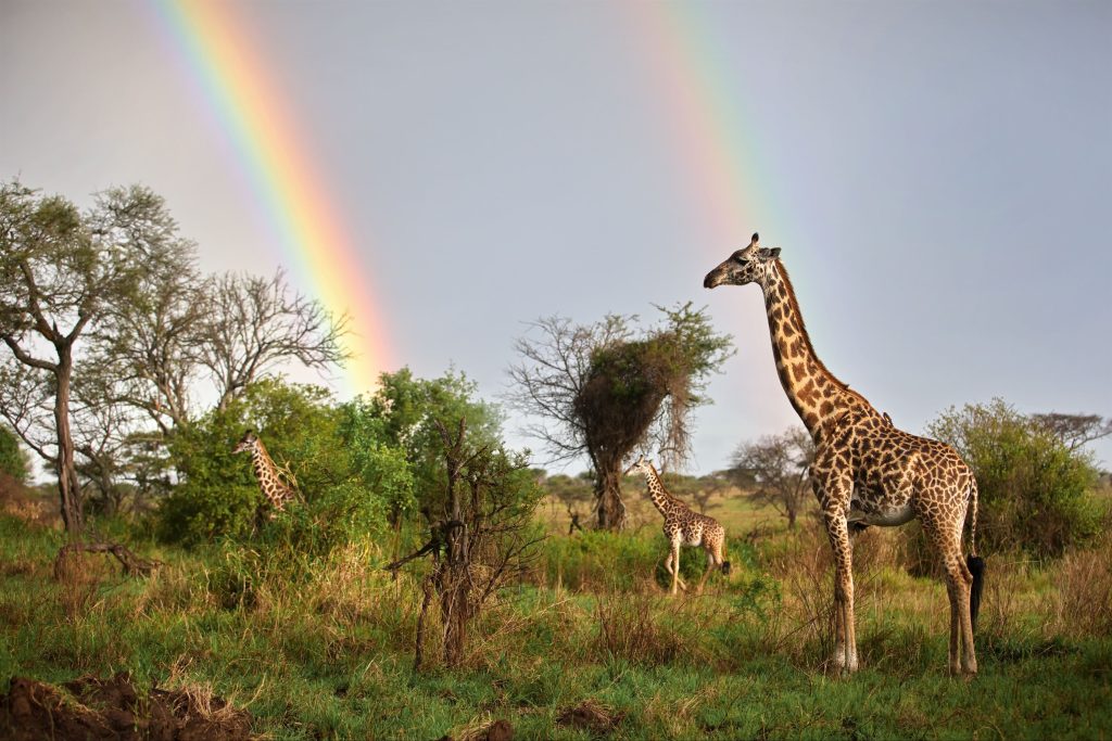tower-of-giraffes-in-the-field-with-a-rainbow-back-2023-11-27-05-16-22-utc