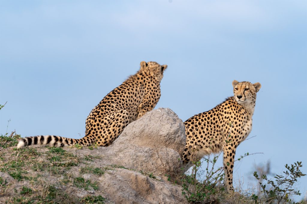 Two cheetah sitting on a mound, Acinonyx jubatus.