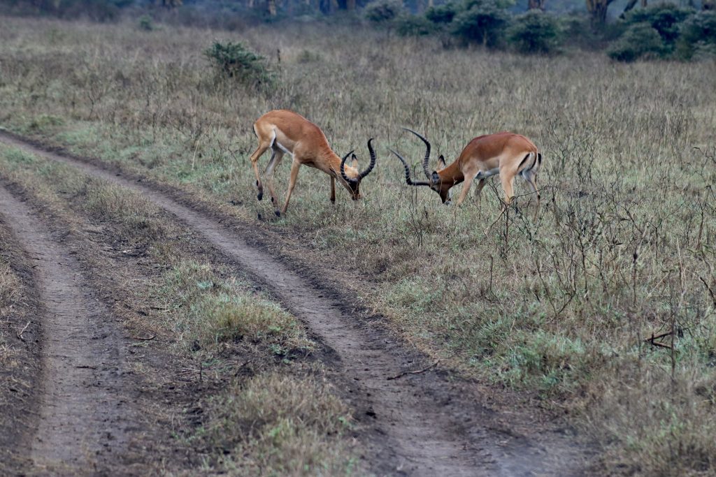 two-gazelles-fight-with-each-other-in-a-lush-meado-2023-11-27-05-08-32-utc