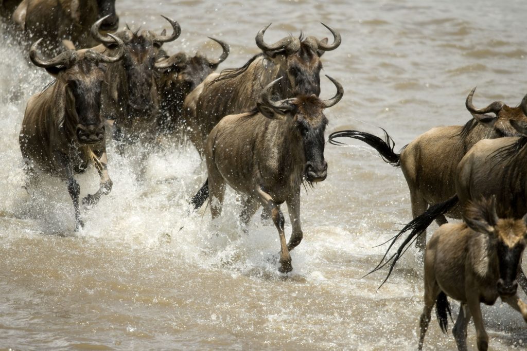 wildebeest-running-in-river-in-the-serengeti-tanz-2023-11-27-05-19-56-utc