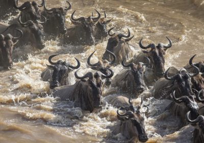 5-Day Wildebeest Migration Tanzania