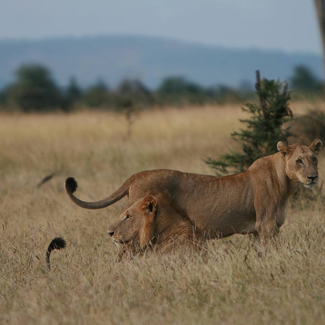 Mikumi_National_Park_Lions_100 Mikumi_National_Park_Lions_100