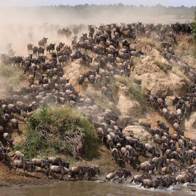 Ndutu Wildebeest Migration Safari