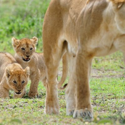 4-Day Safari Tours Tanzania