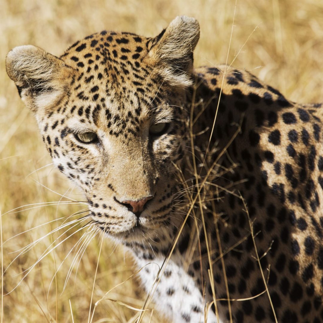 Beautiful leopard walking in savanna Mass Image Compressor Compressed this image. https://sourceforge.net/projects/icompress/ with Quality:80