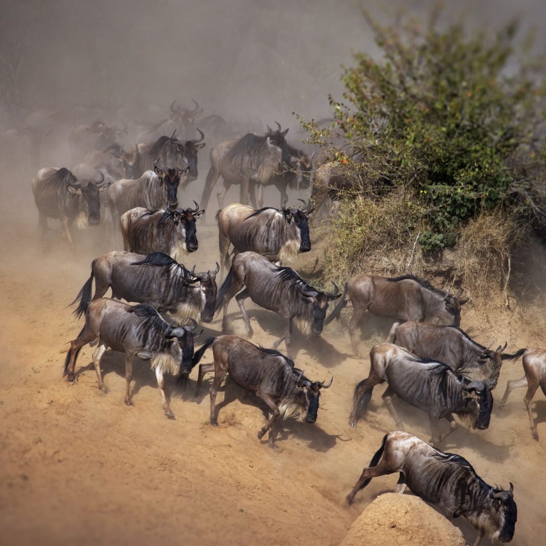 Mass Image Compressor Compressed this image. https://sourceforge.net/projects/icompress/ with Quality:80