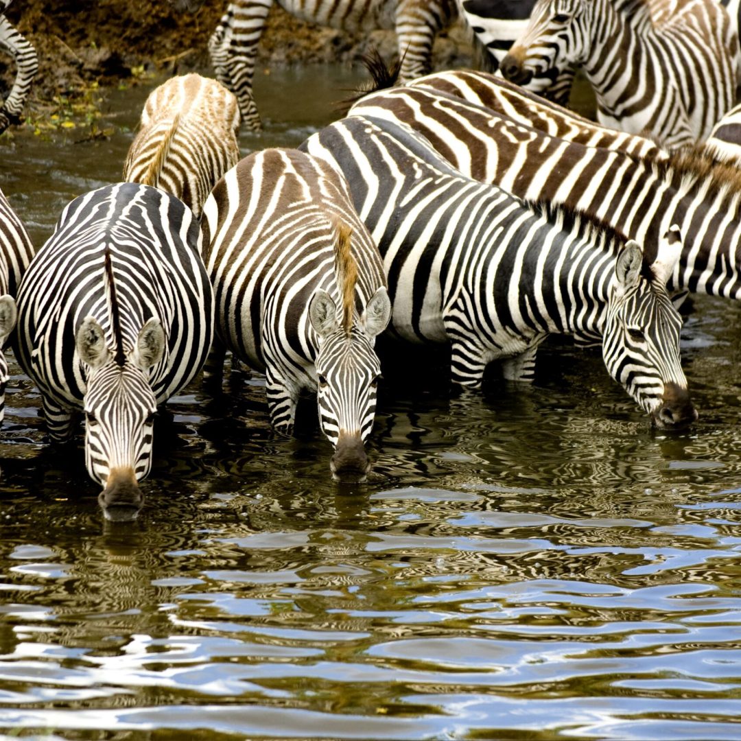 herd-of-zebra-at-masai-mara-kenya-2023-11-27-05-04-52-utc Mass Image Compressor Compressed this image. https://sourceforge.net/projects/icompress/ with Quality:80
