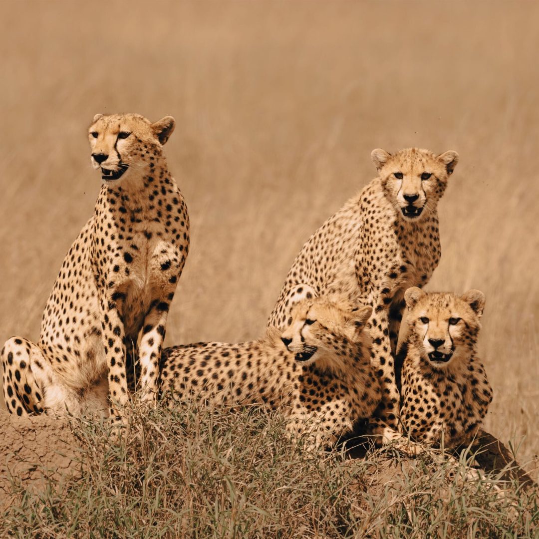 leap-of-african-leopards-panthera-pardus-pardus-2023-11-27-04-54-52-utc Mass Image Compressor Compressed this image. https://sourceforge.net/projects/icompress/ with Quality:80